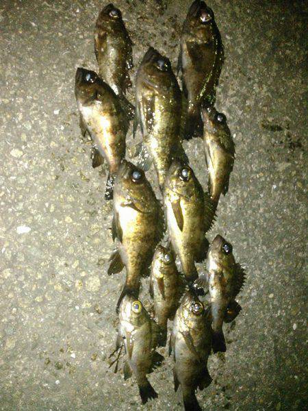 リハビリ釣行の巻